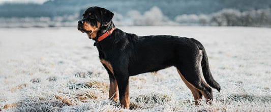 Comment savoir si votre chien a froid ?