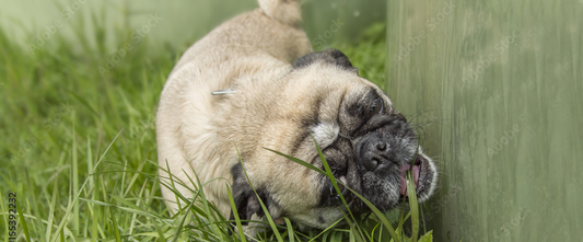 Chien carlin mangeant de l’herbe