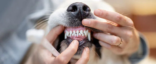 Chien se faisant brosser les dents pour éviter le tartre