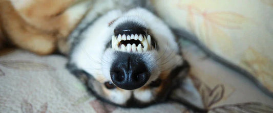 Chien dont les dents sont dépourvues de tartre