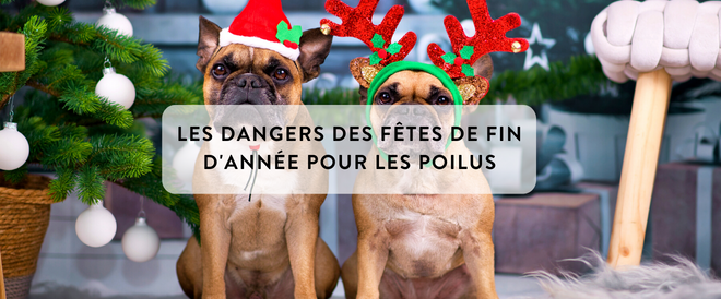 Les dangers des fêtes de fin d'année pour les poilus