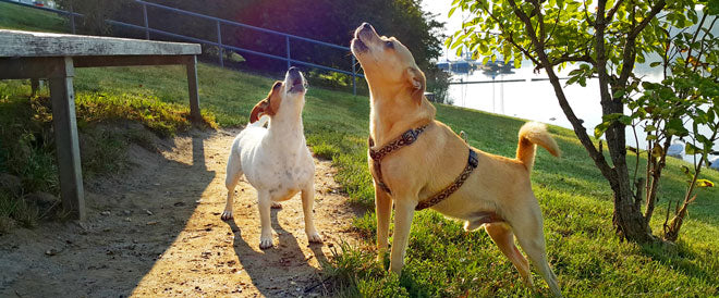 deux chiens en train d’aboyer