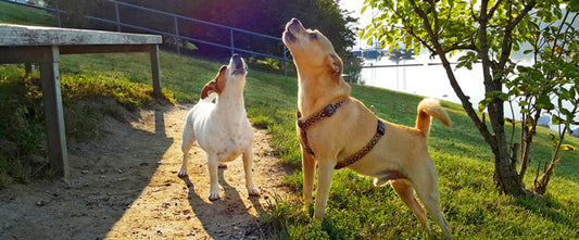 deux chiens en train d’aboyer