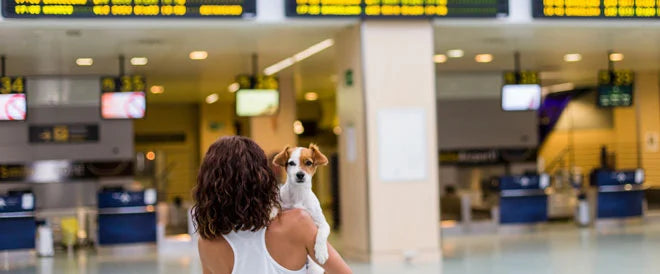 Prendre l’avion avec son chien : le guide